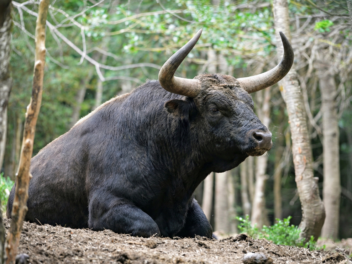 Тур — давно вымершее животное. Естественно, что иллюстрации в статье являются художественной реконструкцией. Изображения созданы лично автором канала с помощью ИИ и фотомонтажа на основе снимков примитивных пород быков и биологических описаний. Оригинальная фотография: Alberto-g-rovi, CC BY 3.0