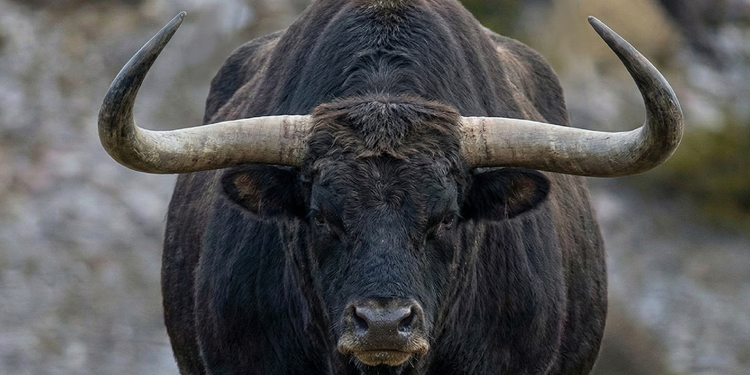 Тур — мощный дикий бык, чьи гены живут в домашних коровах
