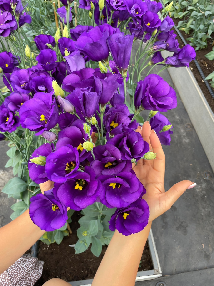 Карликовые эустомы посею чуть позже, в январе.