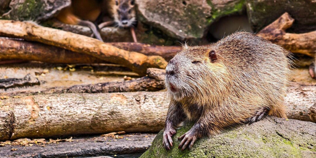 Горячую линию по вопросам бобров пришлось создать в Швейцарии