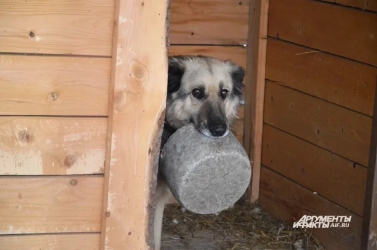    «Мало дали!»