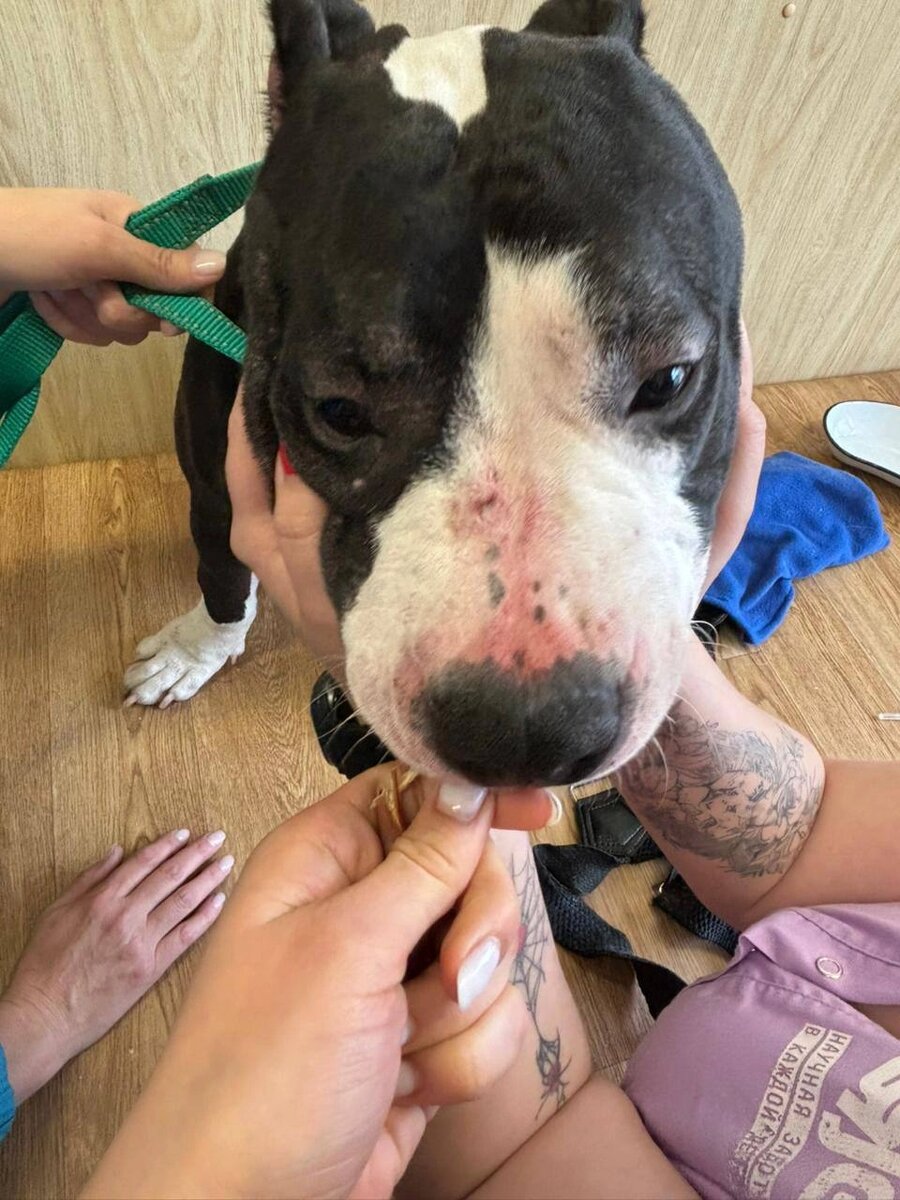    Тот самый стаф, которого избил мужчина в Новокузнецке. Фото: Прокуратура Кемеровской области