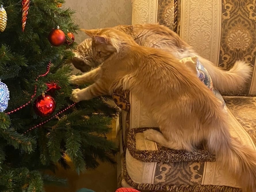 Банзай и Бонсай, выпускники питомника NobelRiesen*RU