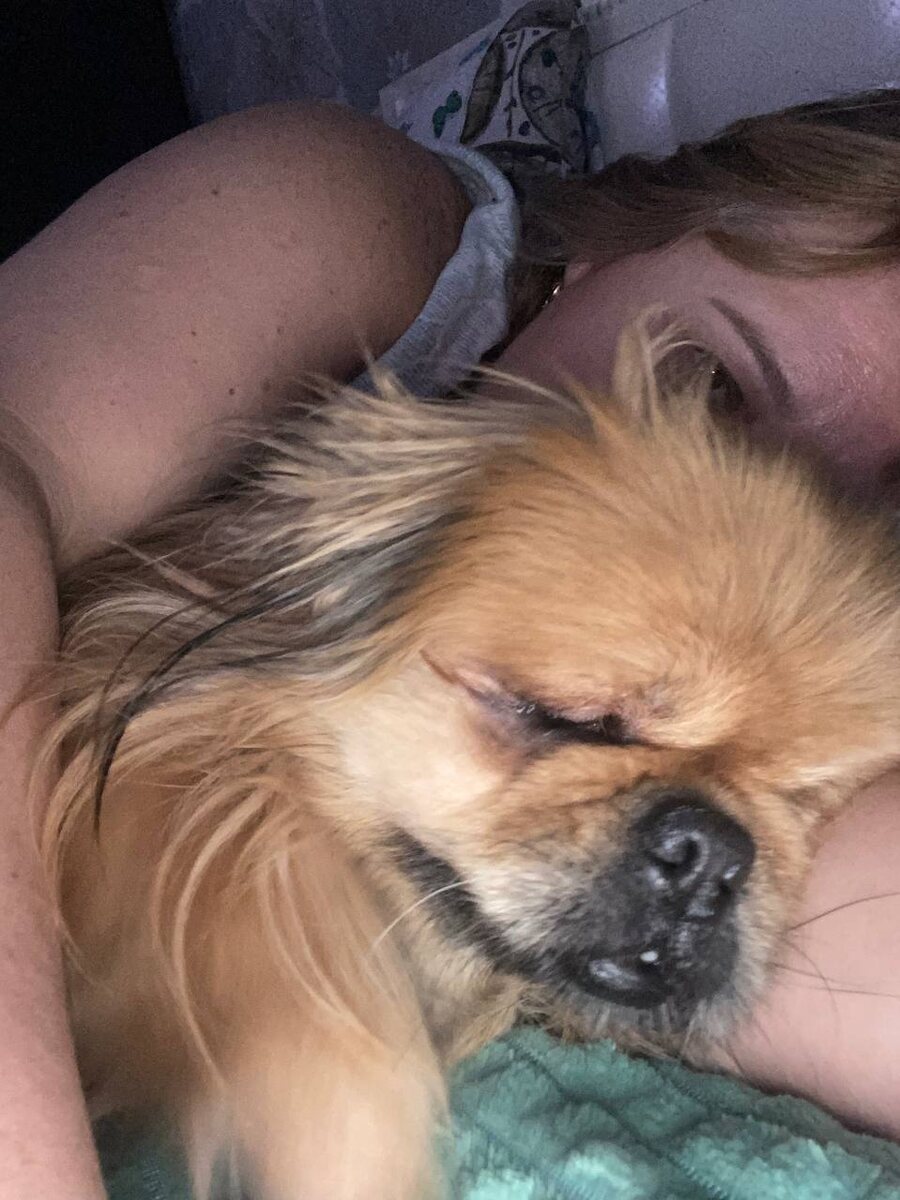 слепой пёсик прижался к любящему человеку