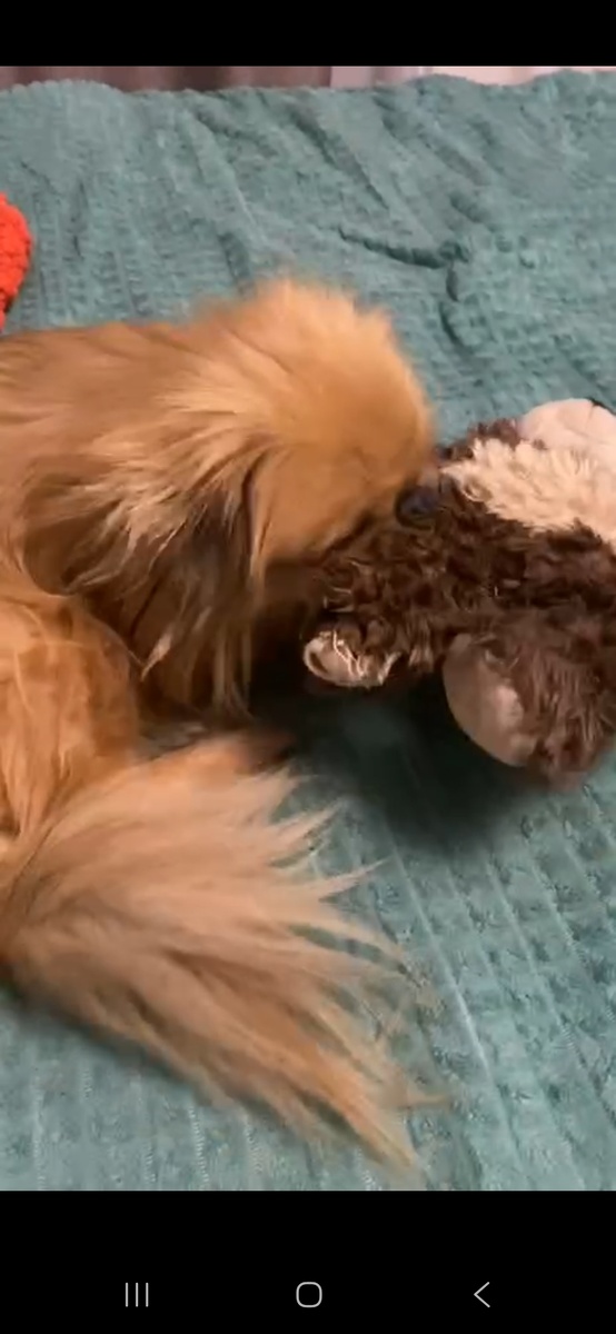 пёсик играет с игрушкой