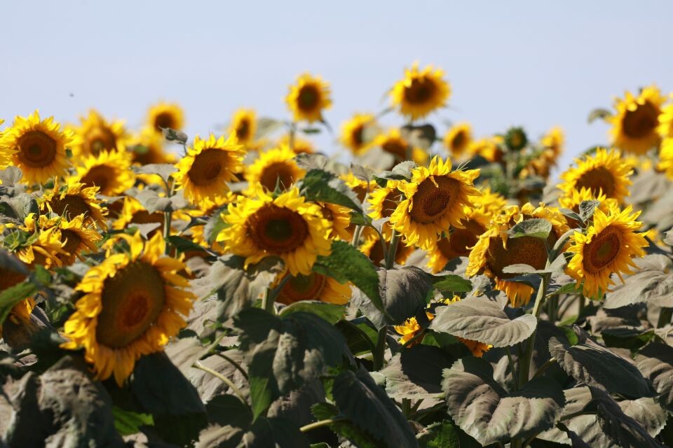    Подсолнухи, тепло. Погода. Источник: Олег Укладов