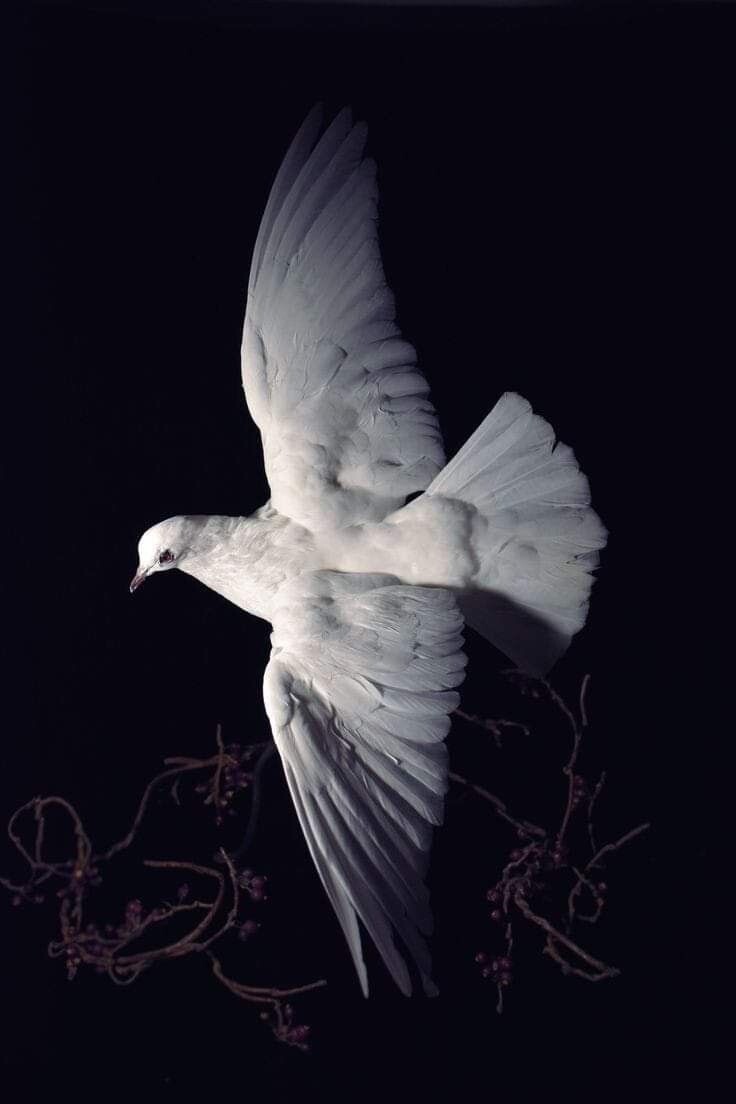 Изображение взято из открытых источников интернета. 