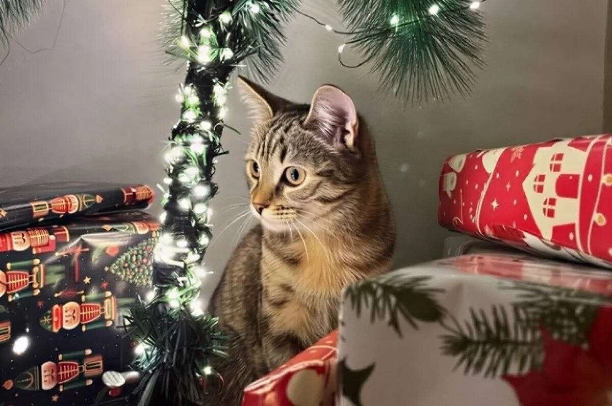    Томичи украсили ёлки к Новому году