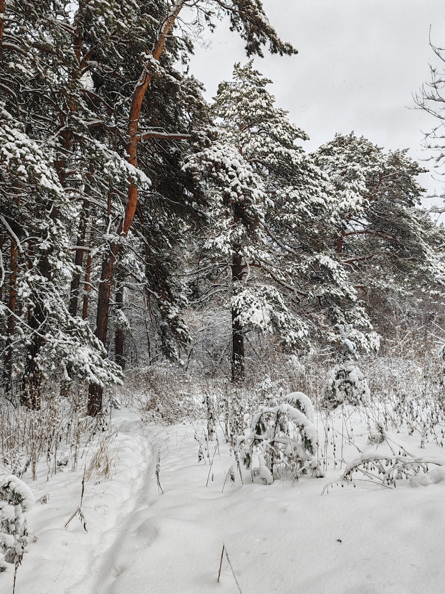 Чтобы хоть немного найти тишины, надо углубиться по сугробам или тропкам вглубь бора