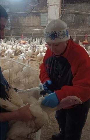 Индюки из Ивановского округа привиты от гриппа и болезни Ньюкасла