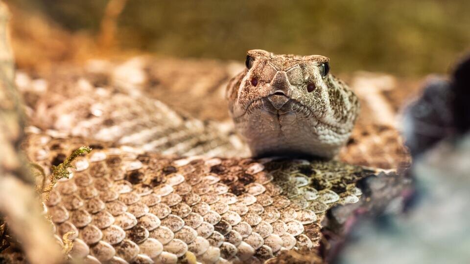     Сыновья убили отца с помощью ядовитой змеи ради 30 млн рупий www.globallookpress.com/Silas Stein