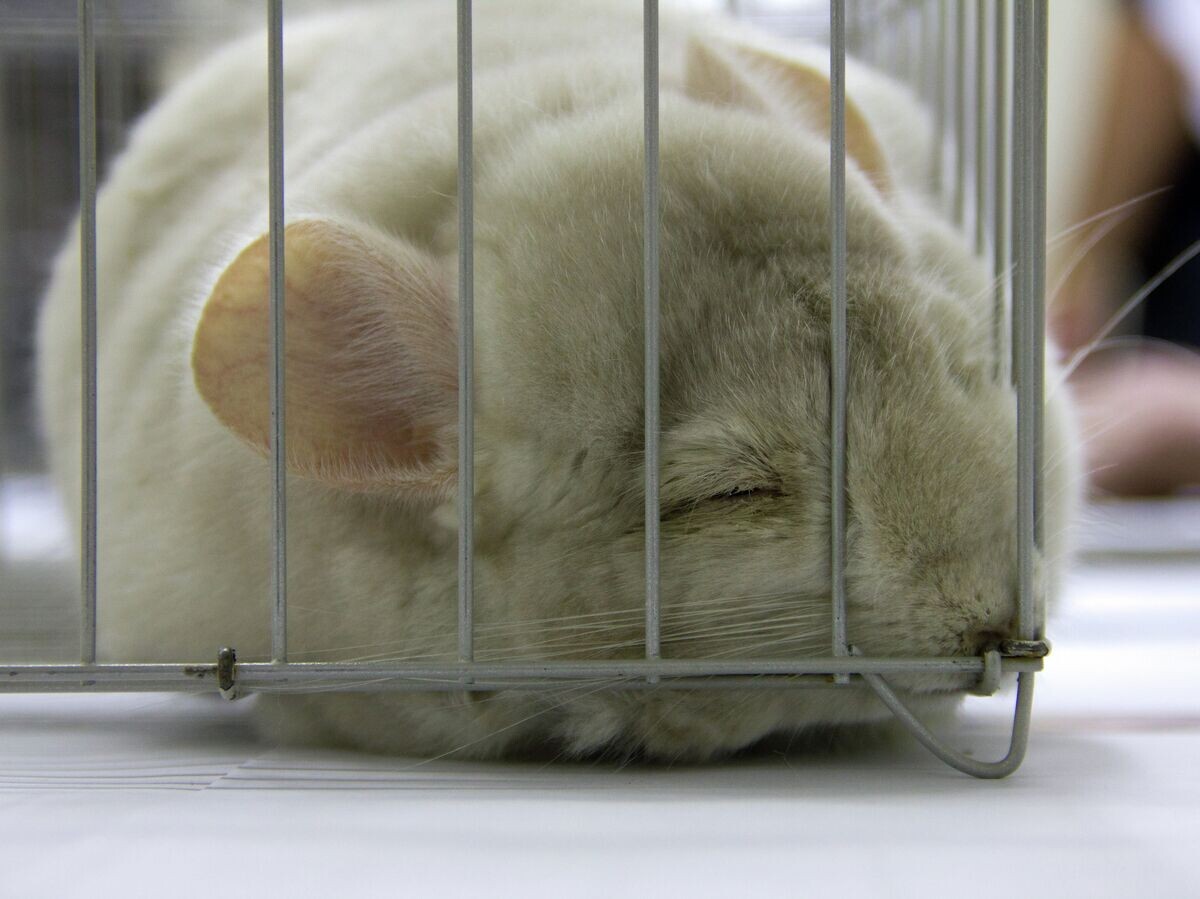    Выставка декоративных животных | © Фото : Алена Хлестунова