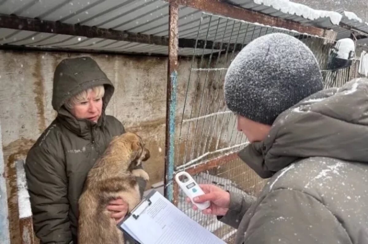    В Иркутске проверили приют для собак К-9