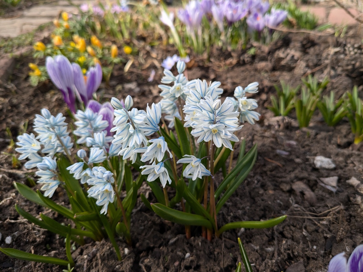 Пушкиния Libanotica