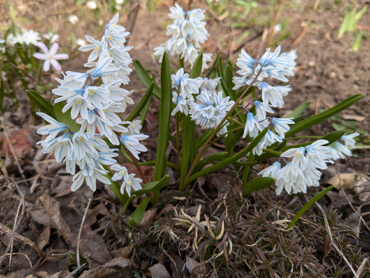 Голубой "незабудочный" цвет