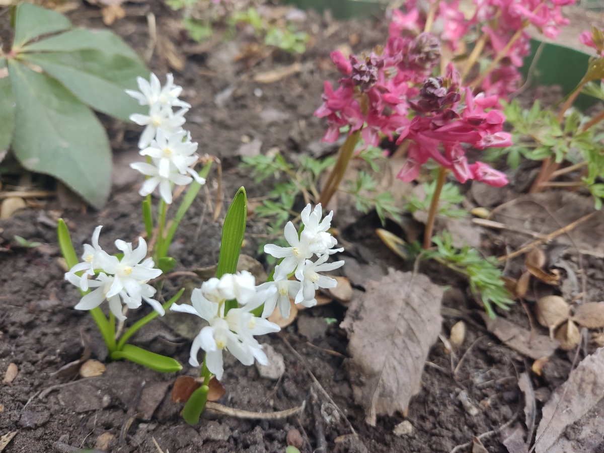 Пушкиния Alba