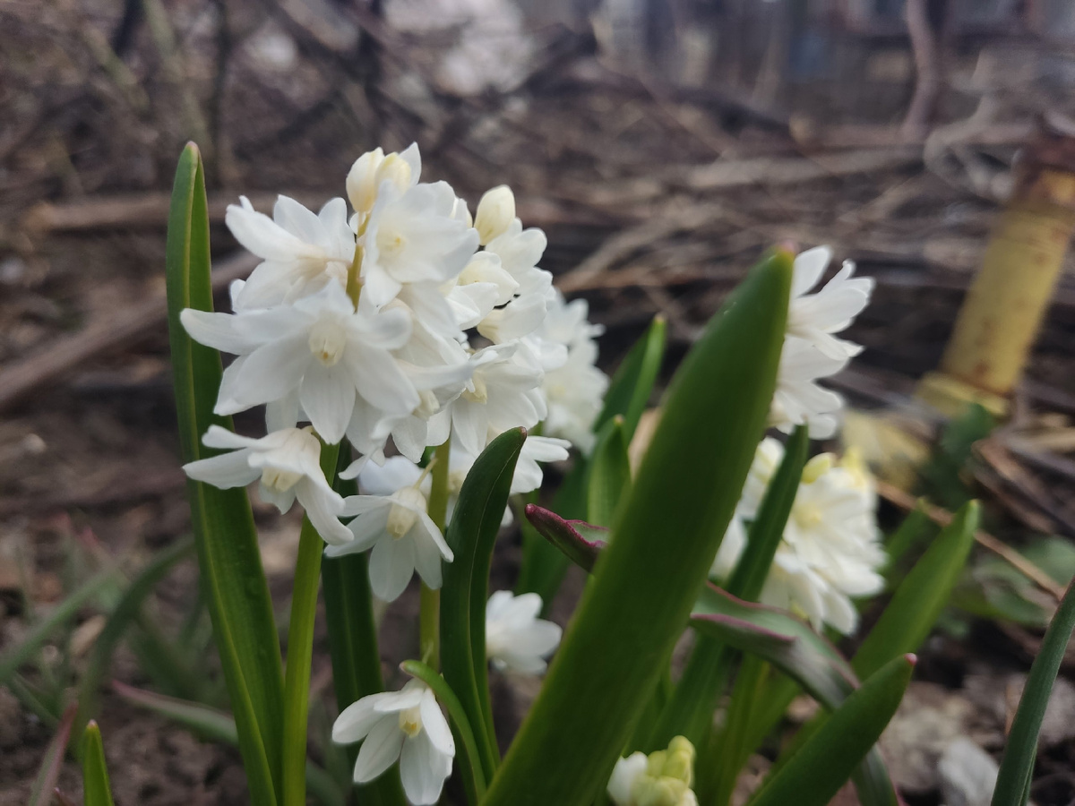 С годами стала ценить белые цветы