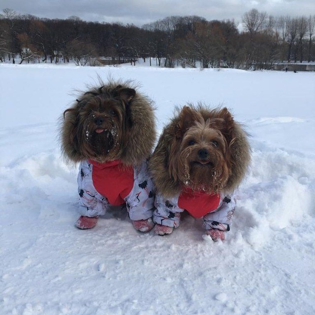 Два йорка, одна забота: зимние уроки от Мишутки и Малышка. 