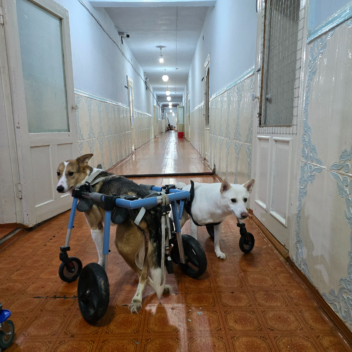 двое в колясках по коридору