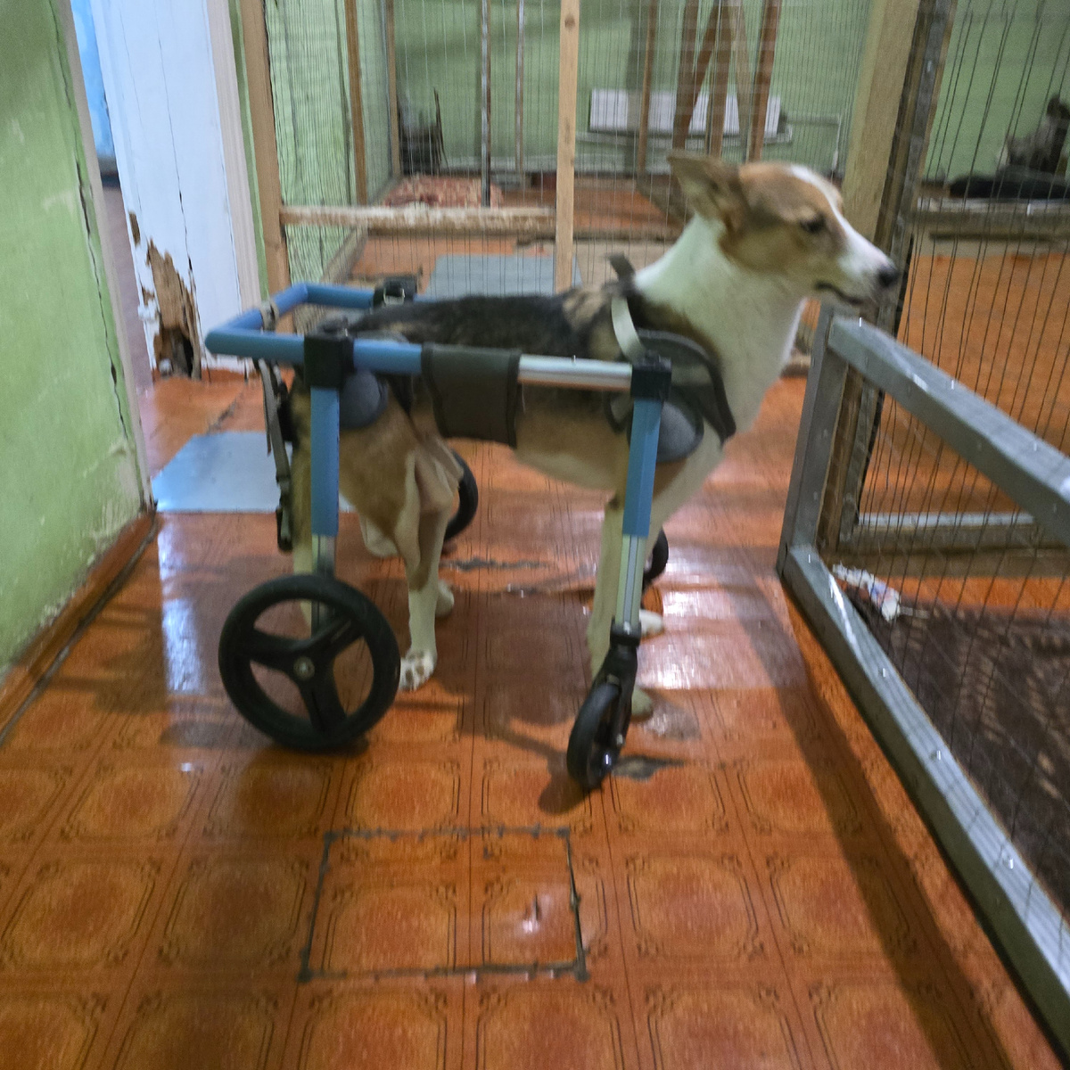 один в коляске смотрит вдаль