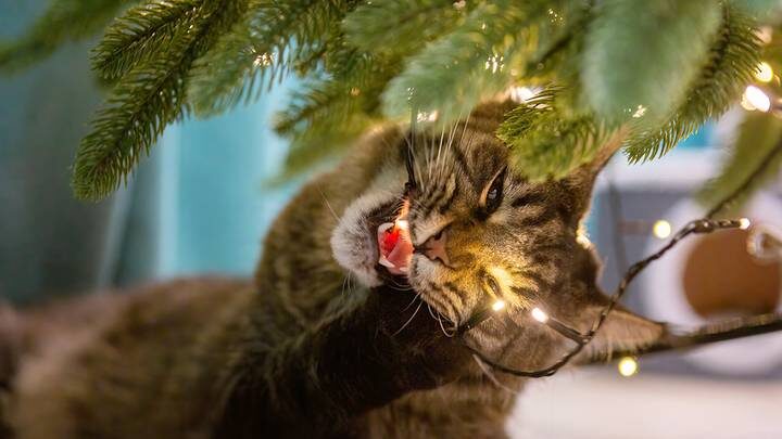  Фото: Shutterstock