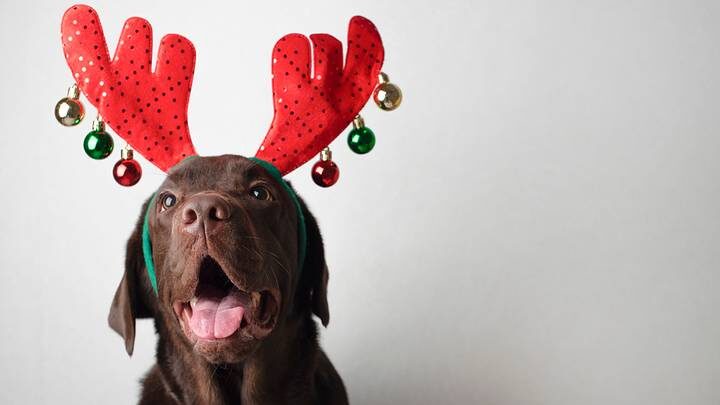 Двойная амуниция и тихое укрытие: как подготовить питомца к новогодним праздникам и салютам