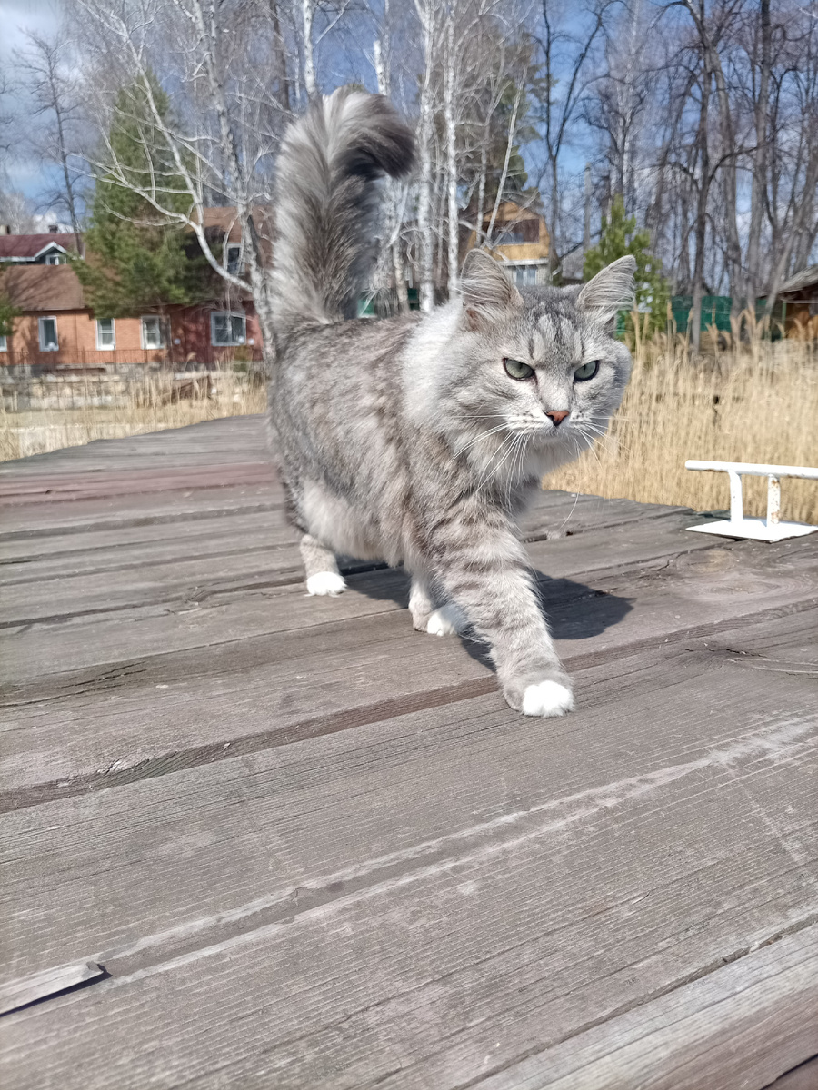 Котик не наш. Познакомились с этим красавцем ещё весной на озере. 