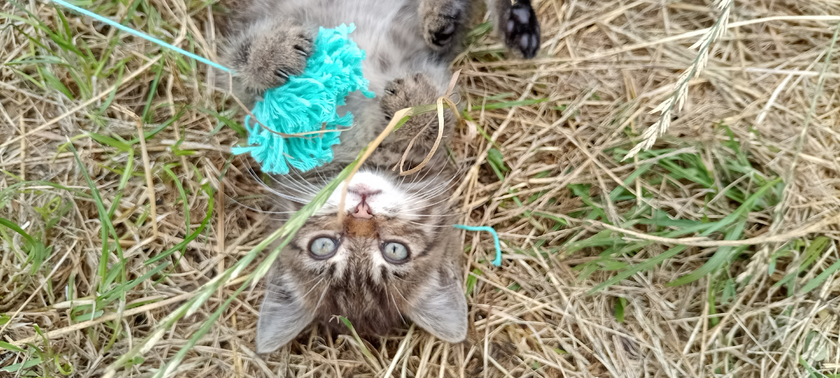Подопечный уличный котенок. Сейчас уже взрослая дама. 