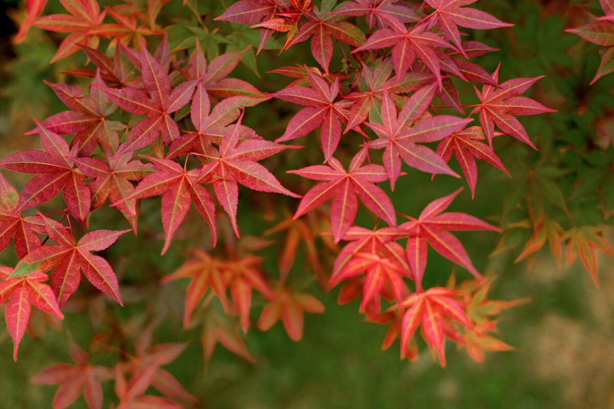 Фото: Shutterstock/FOTODOM/nakarin Tangphunpholwiwat