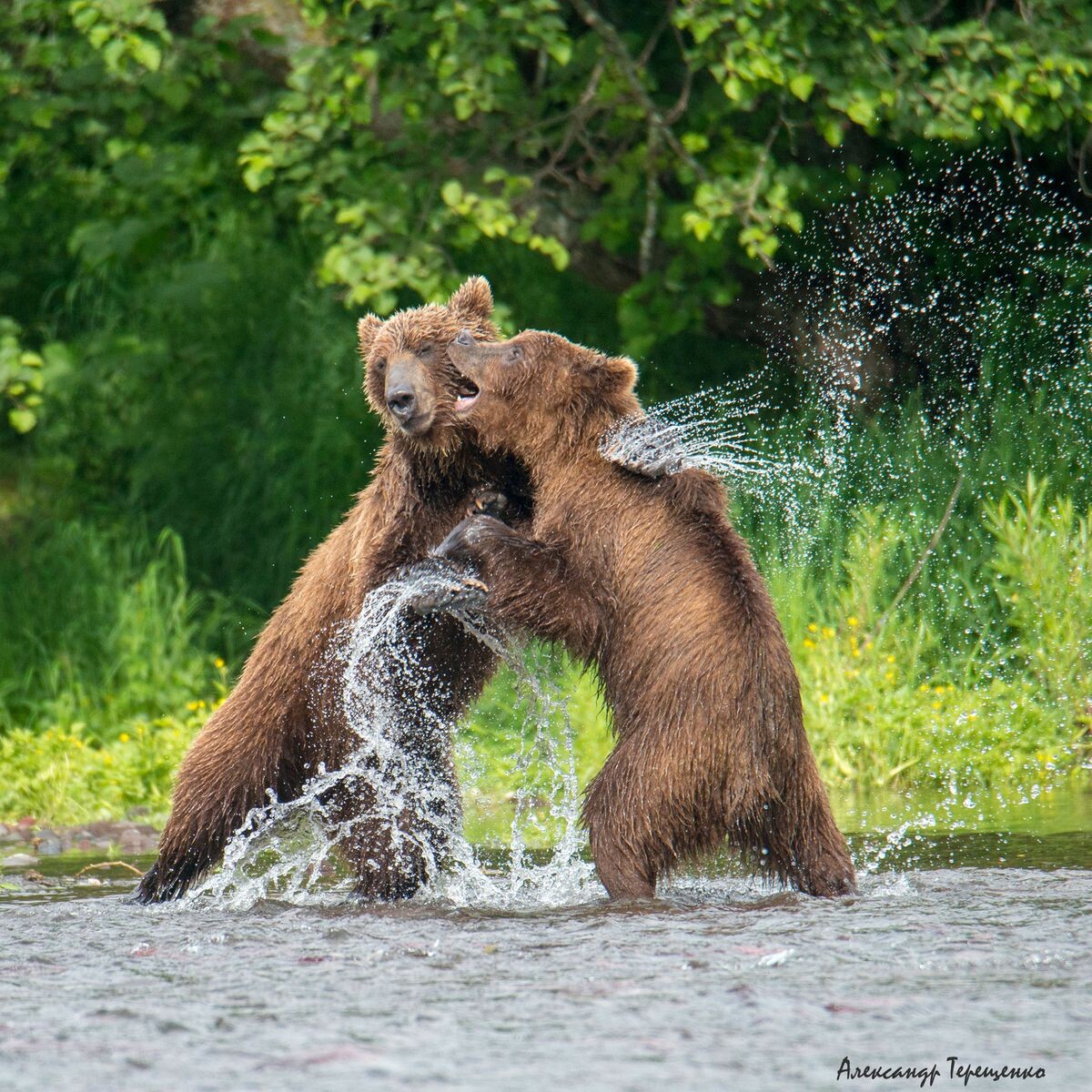 Фото Александра Терещенко / Фотоклуб «Камчатка»