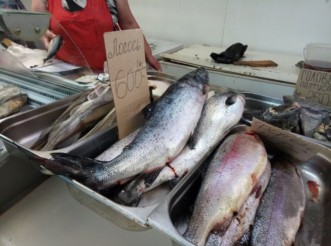    фото: © Столица на Онего