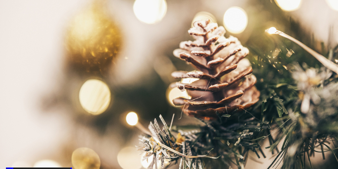 Клещи вместо гирлянды: томский эксперт рассказал, какие жуки скрываются в новогодних елках