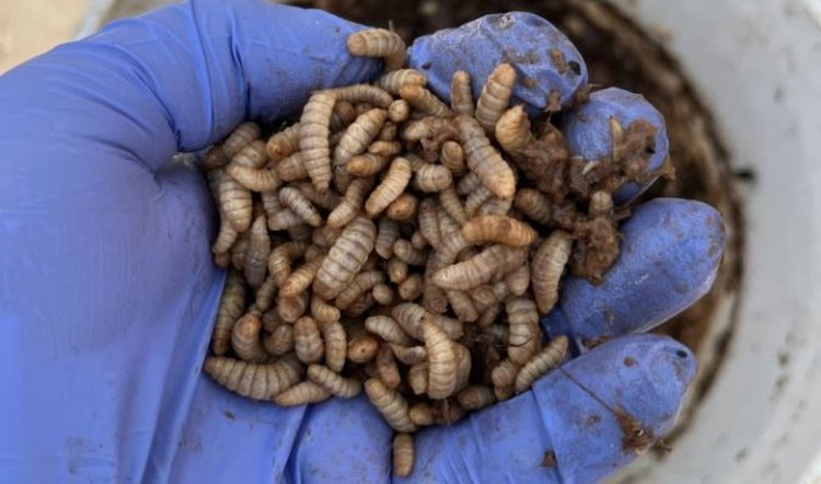    Фото: Mauck Lab BSF Team/UCR