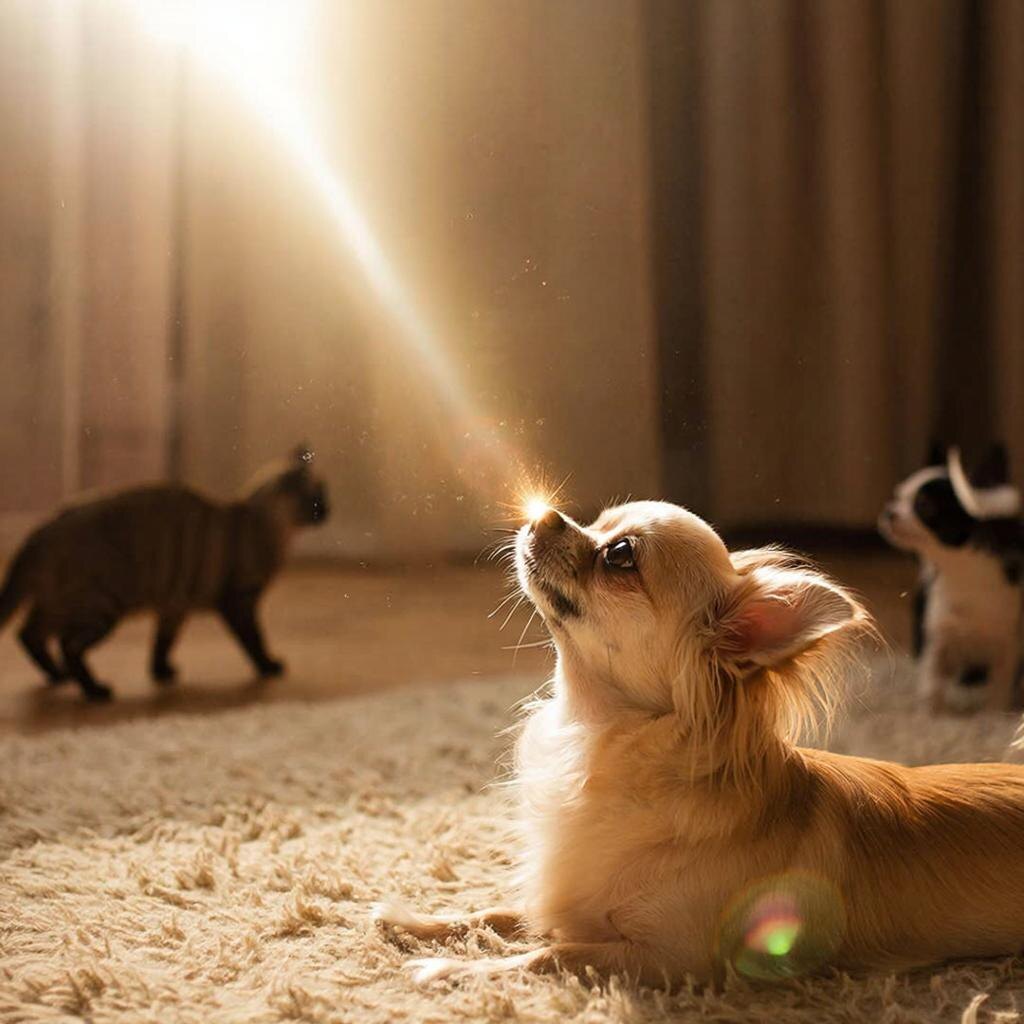 Собачье умиротворение 