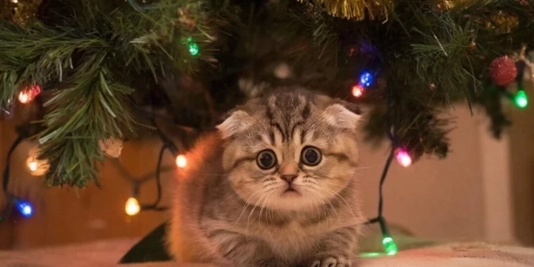 Жителям Красноярска рассказали, стоит ли бояться «ёлочных клещей»