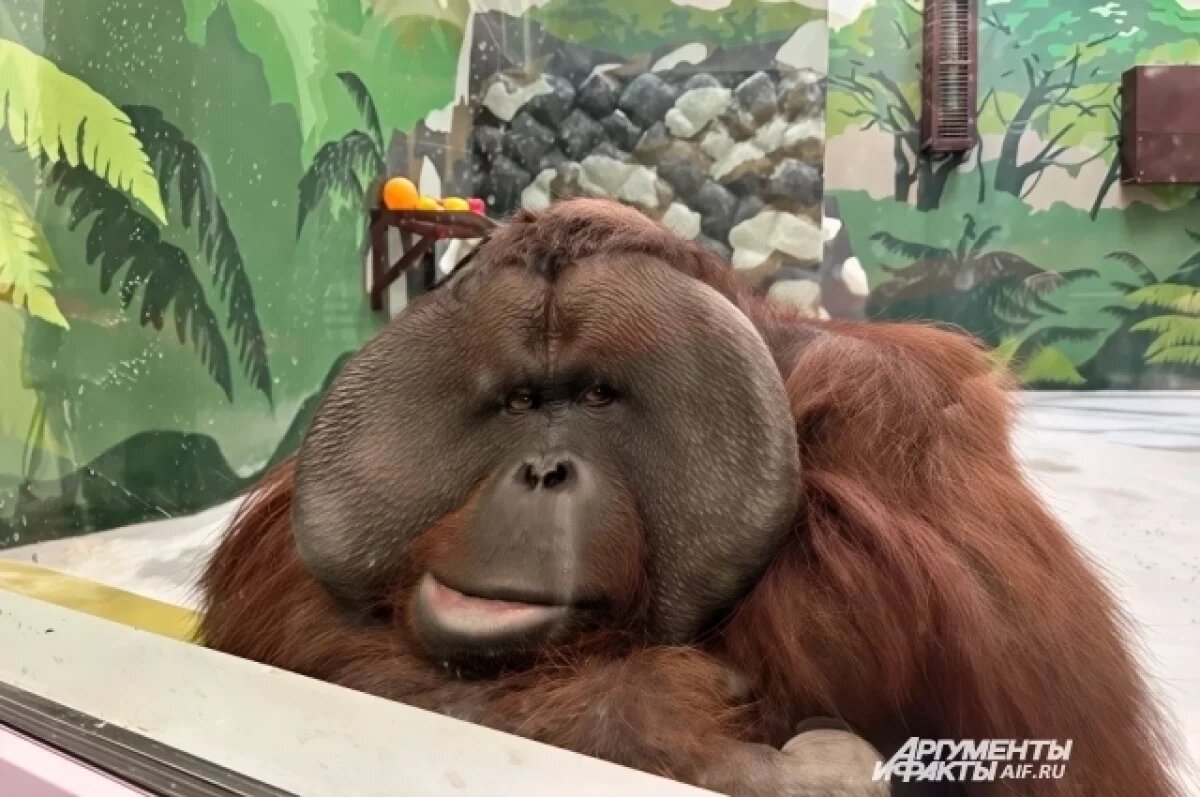    В Минкульте прокомментировали мемные фотографии животных зоопарка Перми