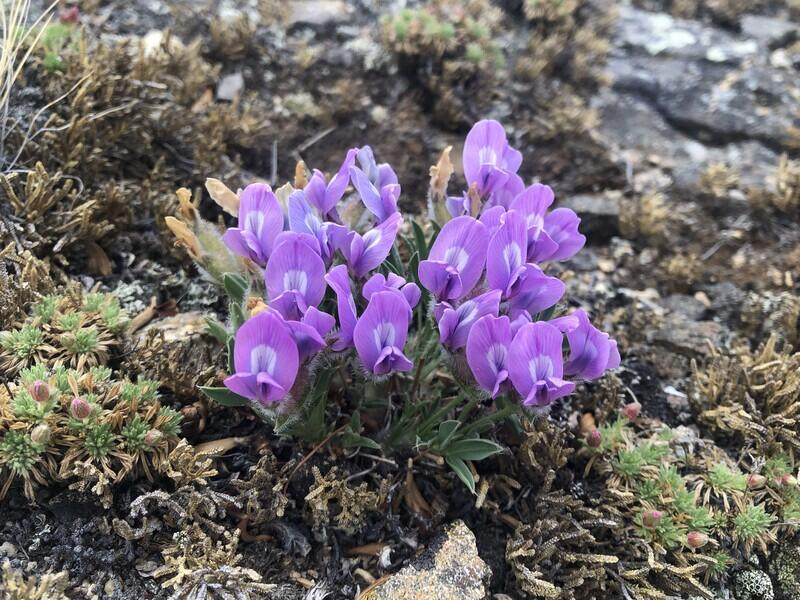 © Фото: пресс-служба Фонда «Озеро Байкал»