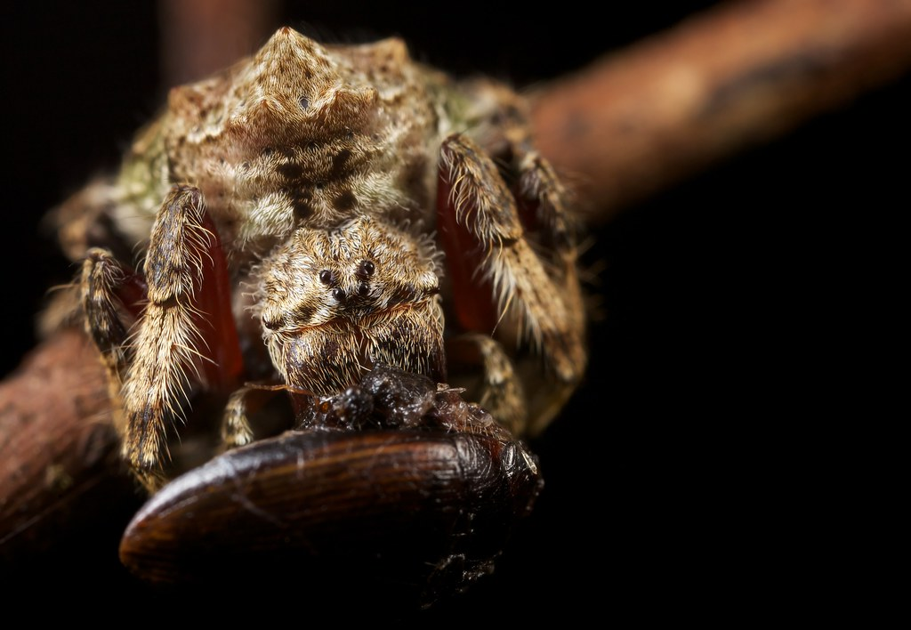 "Я веточка, я просто веточка..."