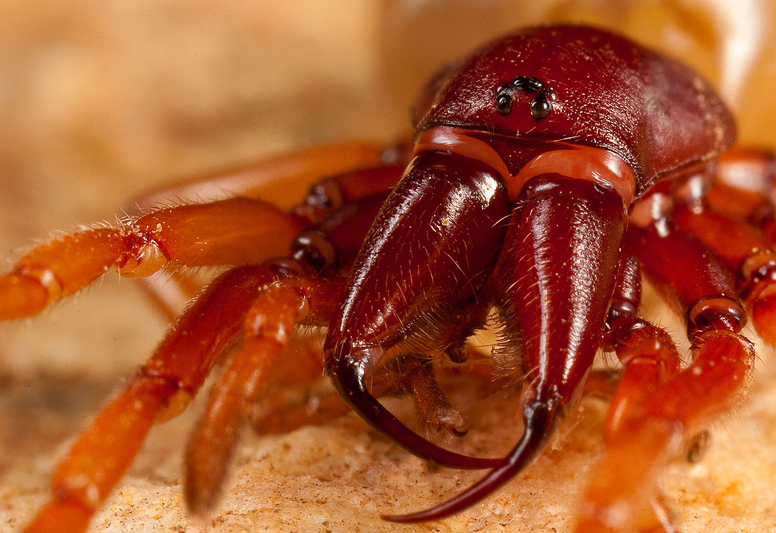 "Как тебе мои зубки?"