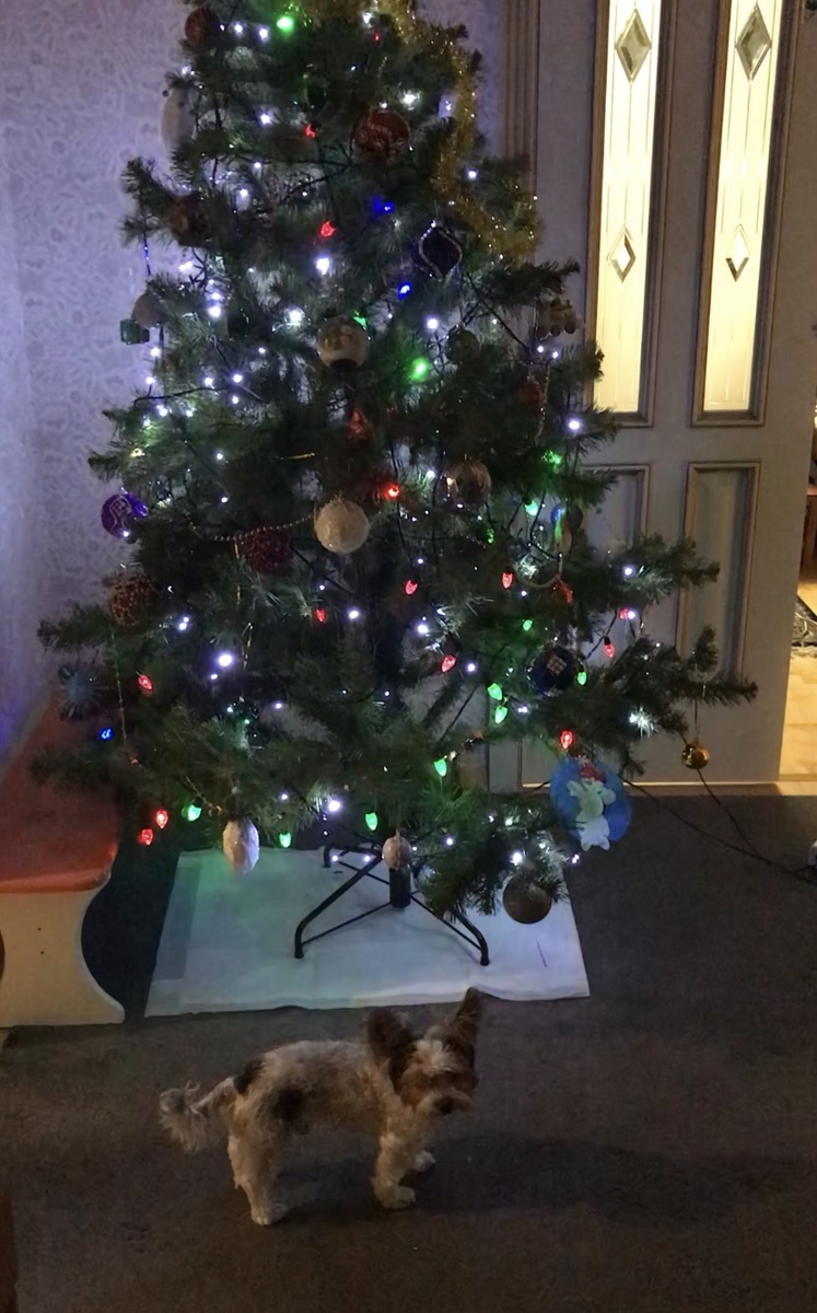 Фото автора. Наша ёлка в прошлом году😅