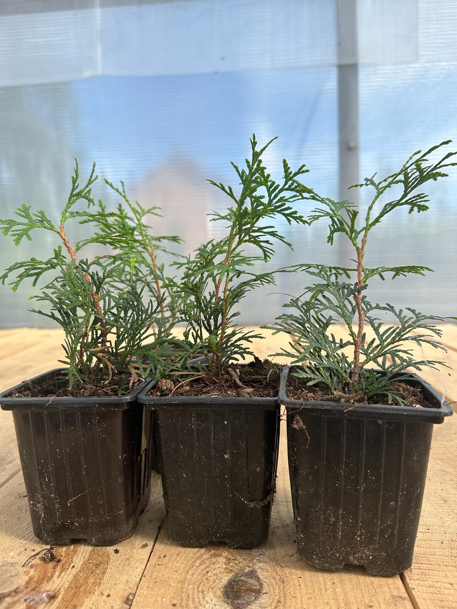 Саженцы туи "Брабант"