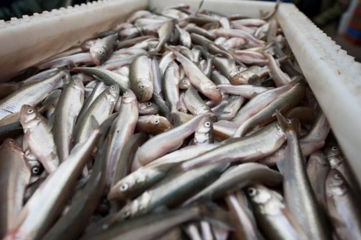    В Приморье произвели 400 кг «вяленой корюшки» из замороженной камбалы