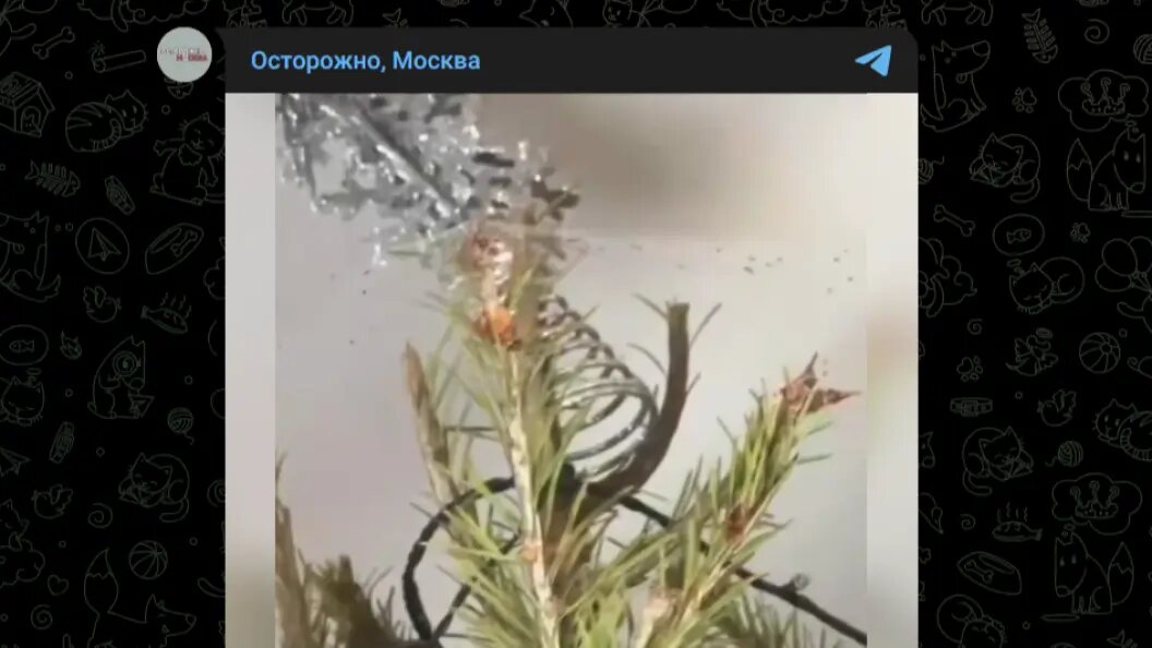   Фото: Telegram-канал "Осторожно, Москва"