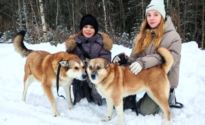    Собаки из югорского приюта «Велес» мечтают о настоящем доме