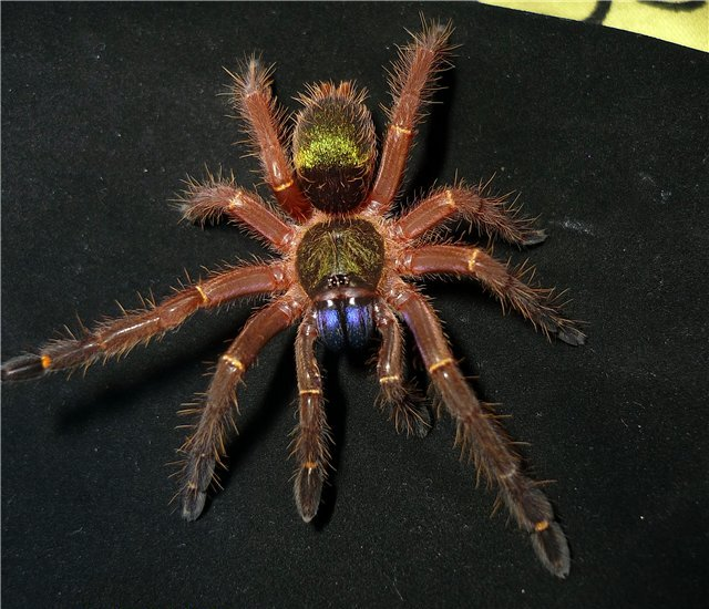 Так выглядят малыши, вообще чистое золото!