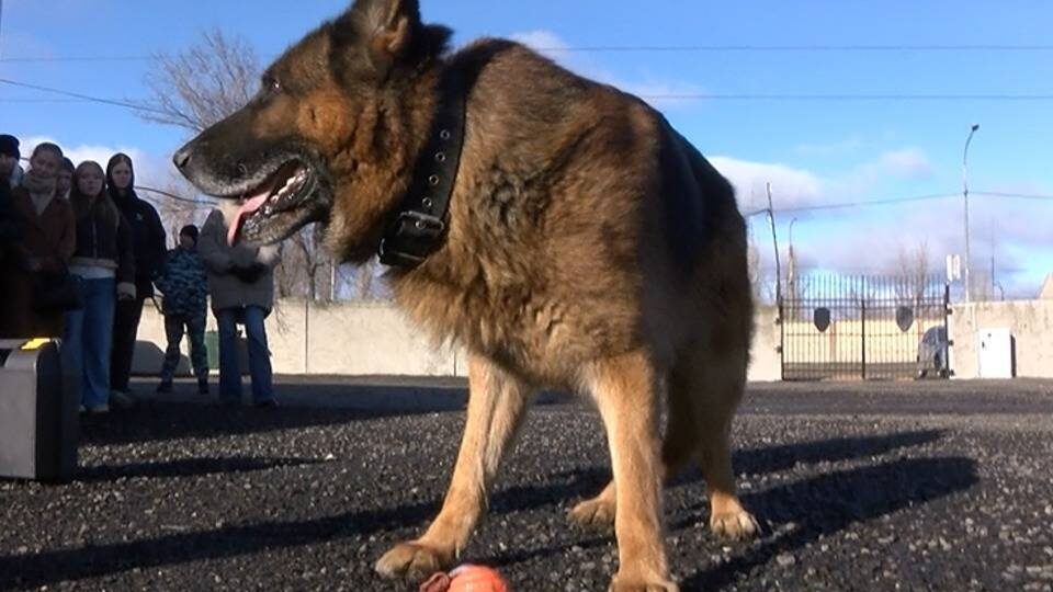 В Волгоградской области волонтеры набирают кинологов