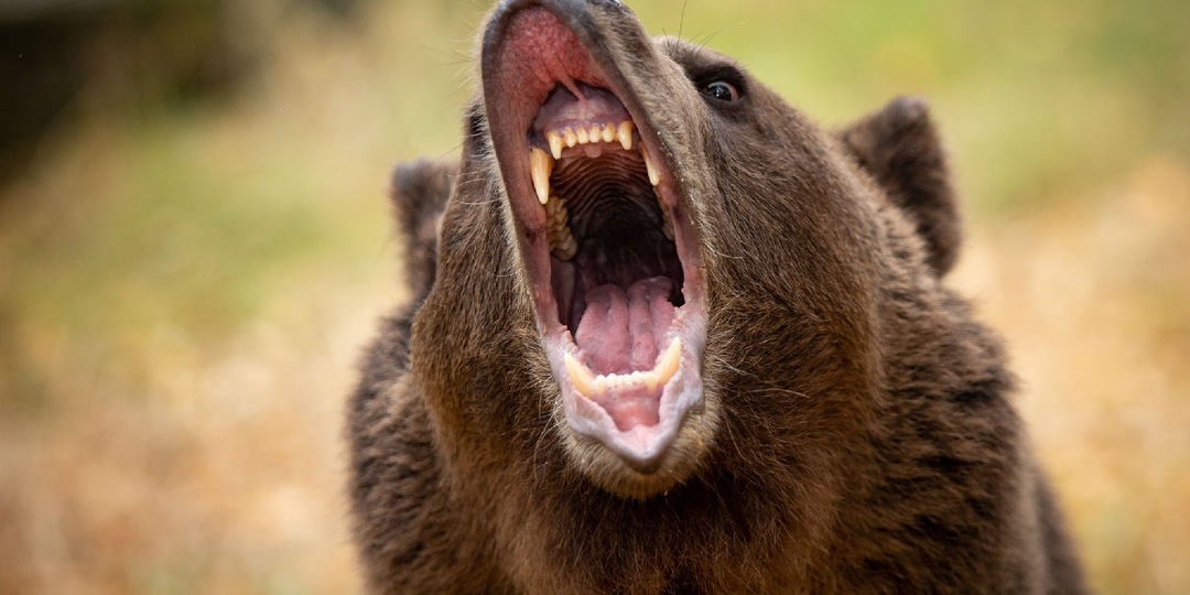 Медведь ворвался в школу и попытался утащить ребенка из класса