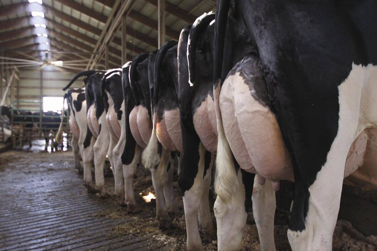 Всего за сто лет человечество прошло путь от бумажных журналов надоев до компьютеризированных программ Фото: ООО "ЦЕНТРПЛЕМ"