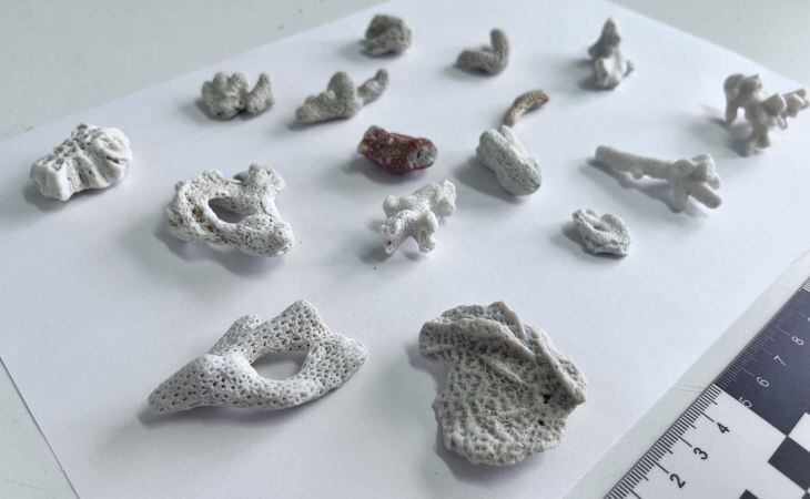 Кораллы. Фото: Алтайская таможня