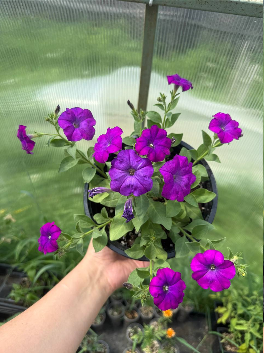 Если не убирать отцветшие бутоны - 100% уйдут в завязь. 